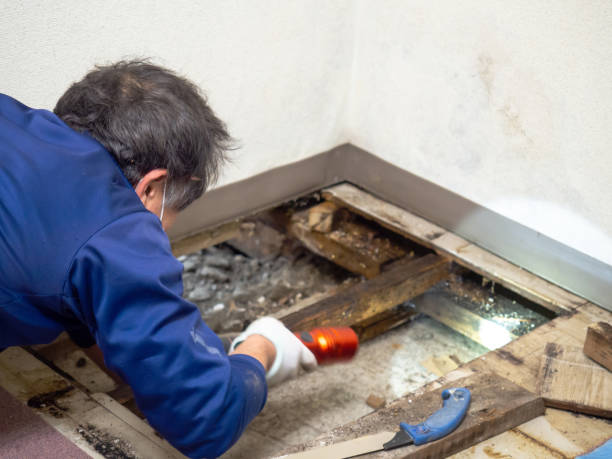 Best Mold Remediation  in Amerin Nyon, CA