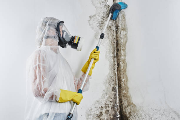 Best Certified Mold Removal  in Amerin Nyon, CA