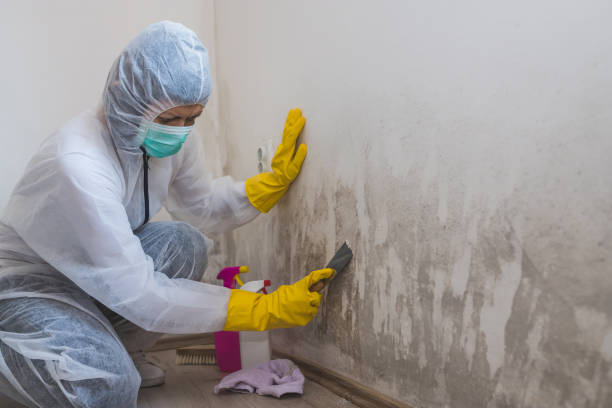 Best Attic Mold Removal  in Amerin Nyon, CA