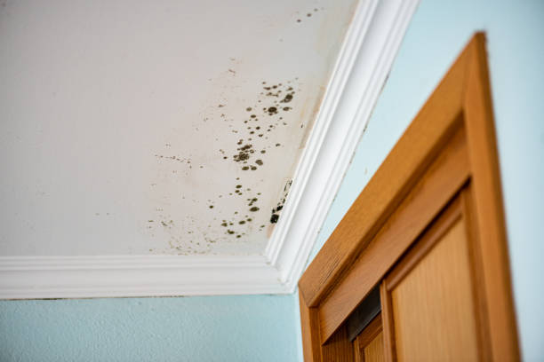 Best Residential Mold Removal  in Amerin Nyon, CA