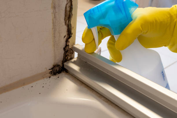 Best Affordable Mold Removal  in Amerin Nyon, CA