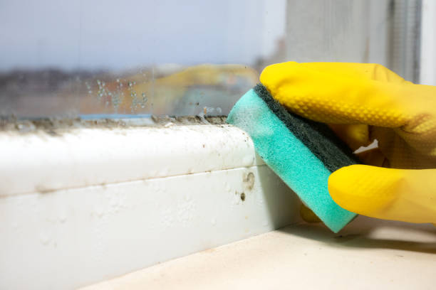 Best Mold Testing  in Amerin Nyon, CA