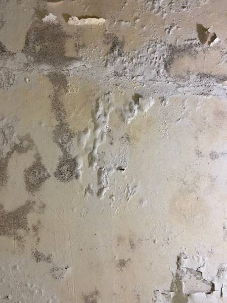 Best Mold Removal Company Near Me  in Amerin Nyon, CA