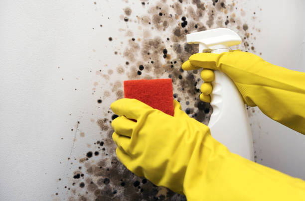 Certified Mold Removal in American Canyon, CA