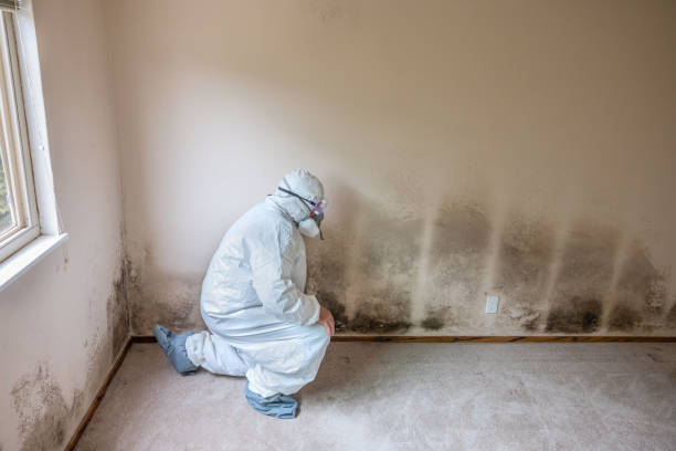 Best Fast Mold Removal  in Amerin Nyon, CA