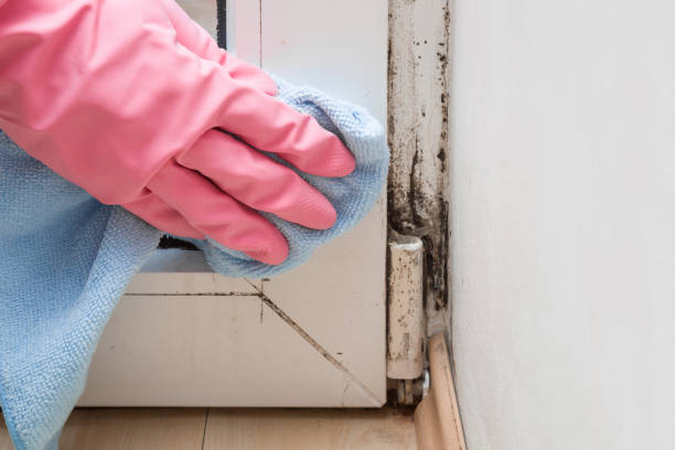 Best Residential Mold Removal  in Amerin Nyon, CA