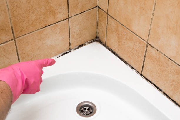 Best Best Mold Removal Companies  in Amerin Nyon, CA