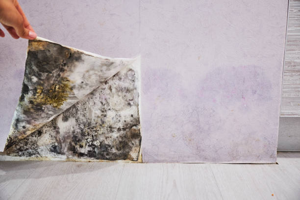 Home Mold Removal in American Canyon, CA